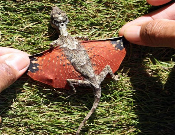 Dragon-discovered-in-Indonesia.jpg