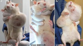 Shocking Findings in New GMO Study: Rats Fed Lifetime of GM Corn Grow Horrifying Tumors