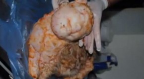 Shocking video shows vet displaying lamb born with a ‘human face’